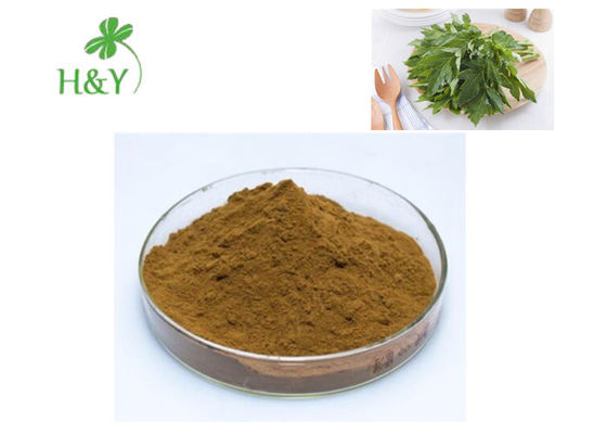 Healthy Ashitaba Extract Powder 10:1 20:1 For Water Soluble Beverages