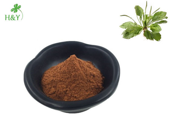 Customized Herbal Extract Powder , Brown Yellow Powdery Plantain Extract