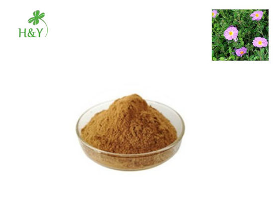 Fine Herbal Cistus Creticus Extract Natural Health Supplement 2 Years Shelf Life
