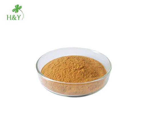Health Supplement 100% Natural Butterbur Extract Powder