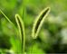 Customized Horsetail Grass Extract 10:1 20:1 For Tuberculosis Treatment