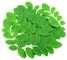 Green Moringa Leaf Extract Powder Cardiovascular System Function Protection
