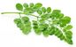 Green Moringa Oleifera Leaf Powder , Moringa Leaf Powder 20g Free Sample