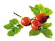 Water Soluble Natural Herbal Extract Powder Rosehip Extract Powder From Fruit Part