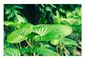 Root Part Herbal Extract Powder Natural Kava Extract Kavalactone 30% FDA / ISO