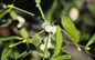 Health Care Supplement Herbal Mistletoe Extract
