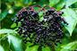 Water Soluble Vitamin C Natural Elderberry Fruit Extract