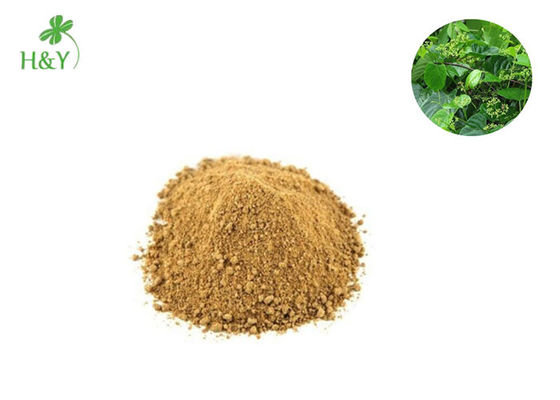 Competitive price hot selling natural plant extracts cissus quadrangularis extract cissus repens extract powder