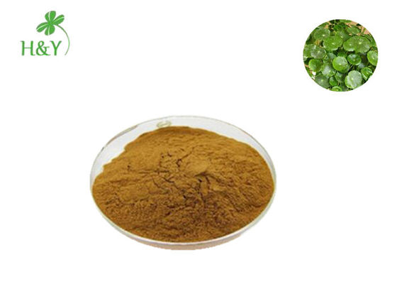 Hot selling Chinese natural herb jin qian cao gold coin grass extract