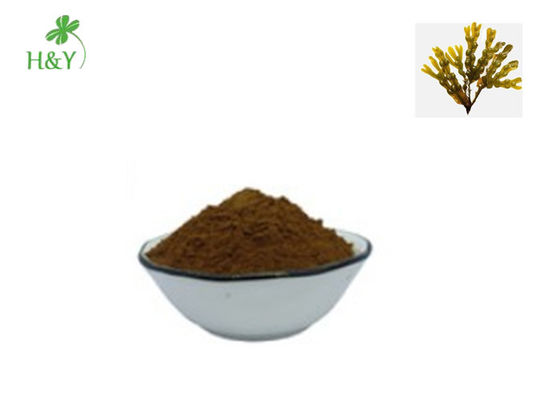Herb Part Fucus Vesiculosus Extract For Nutrition Supplement Lowering Blood Pressure