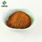 Honeysuckle Flower Extract Powder 15% Chlorogenic Acid Powder CAS 327-97-9