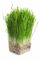 100% Pure Nature Wheat Grass Juice Powder 200 Mesh Characteristic Odour