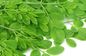 GMO Free Moringa Leaf Extract Fine Powder Type For Diarrhea Treatment