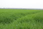 Nutritious Edible Barley Grass Powder For Immune System Strengthening