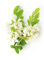 98% Pure Quercetin Powder Sophora Japonica Extract Good  Antioxidant Properties