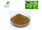 Brown Yellow Ashitaba Extract Powder 10:1 20:1 Antibacterial Anti Antioxidant