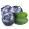 Fruit Part Herbal Extract Powder Natural Bilberry Extract Procyanidine OPC 5% - 25%