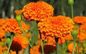 Dry Place Storage Marigold Flower Extract 20% Lutein Orange Fine Powder