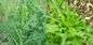 Anti Spasmodic Wild Lettuce Herbal Extract Powder